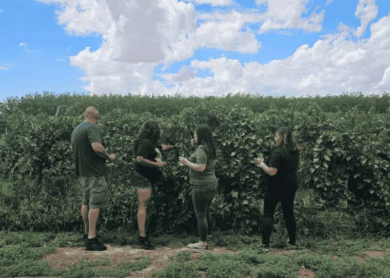 Las Cruces/El Paso: Weekend Wine Tour to three wineries - Starting Point and Transportation Logistics