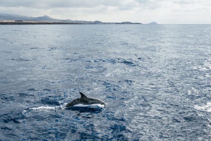 Las Galletas: Whale & Dolphin Tour with Local Skipper - Exciting Marine Wildlife Encounters with Local Expertise