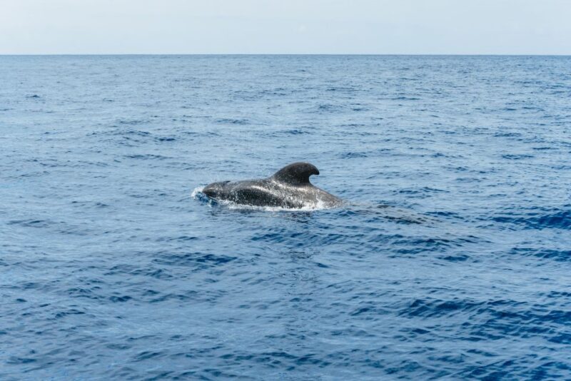 Las Galletas: Whale & Dolphin Tour with Local Skipper - Logistics and Practical Tips for Travelers