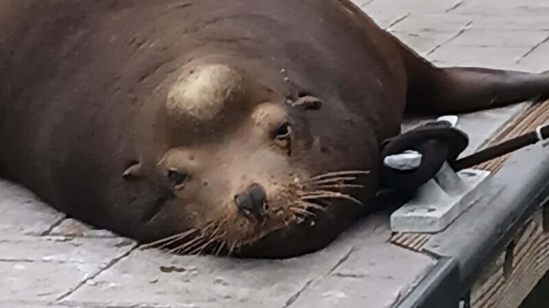 LA's Most Romantic Luxury Wine & Dine Boat Cruise & Sealions - Timing, Pacing, and Group Sizes