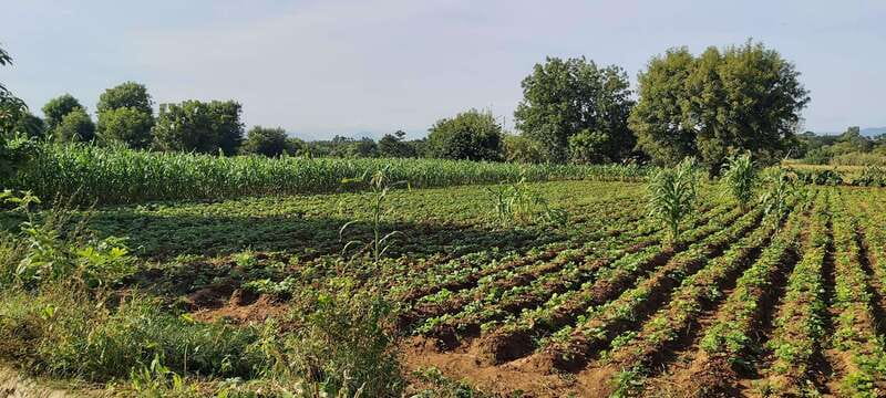 Las Nieves Monte Albán, Arrazola, Cuilapam 6h Bike Tour - Tasting Oaxaca’s Famous Gastronomy and Natural Ice-Creams