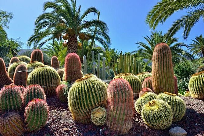 Las Palmas, Botanical Garden & Bandama Crater tour - Gran Canaria - Relaxing at Las Canteras Beach and Shopping at Las Arenas