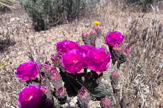 Las Vegas ATV Tour with Free Transportation - Additional Inclusions and Optional Extras