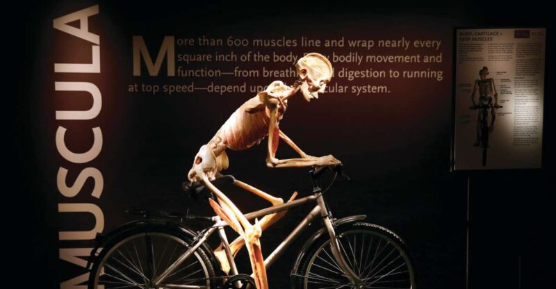 Las Vegas: BODIES | The Exhibition at the Luxor - Explore the Human Body at BODIES...The Exhibition in Las Vegas