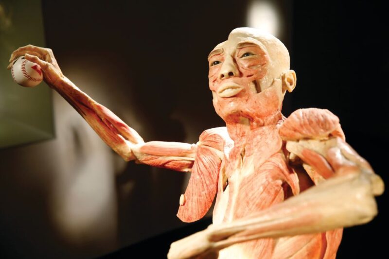 Las Vegas: BODIES | The Exhibition at the Luxor - What You See Inside: Whole-Body and Organ Specimens