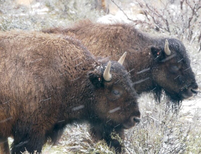 Las Vegas: Grand Canyon Ranch Tour with Horseback/Wagon Ride - Choosing Your Adventure: Horseback or Wagon Ride