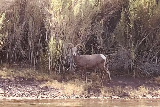 Las Vegas: Guided Kayak Tour from Willow Beach to Emerald Cave - Expert Guidance and Safety Measures