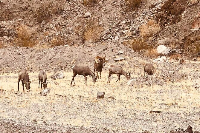 Las Vegas: Guided Kayak Tour from Willow Beach to Emerald Cave - Physical Activity Level and Accessibility