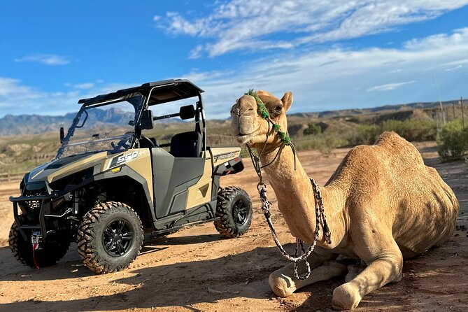 Las Vegas Guided UTV Safari and Zoo Tour - Key Points