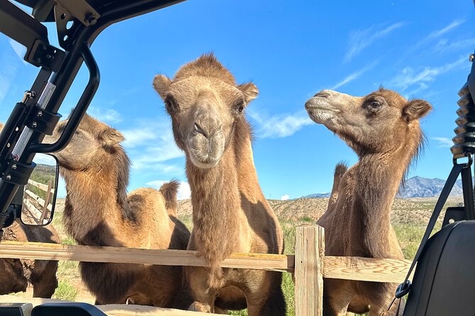 Las Vegas Guided UTV Safari and Zoo Tour - Exploring the Animal and Zoo Encounters