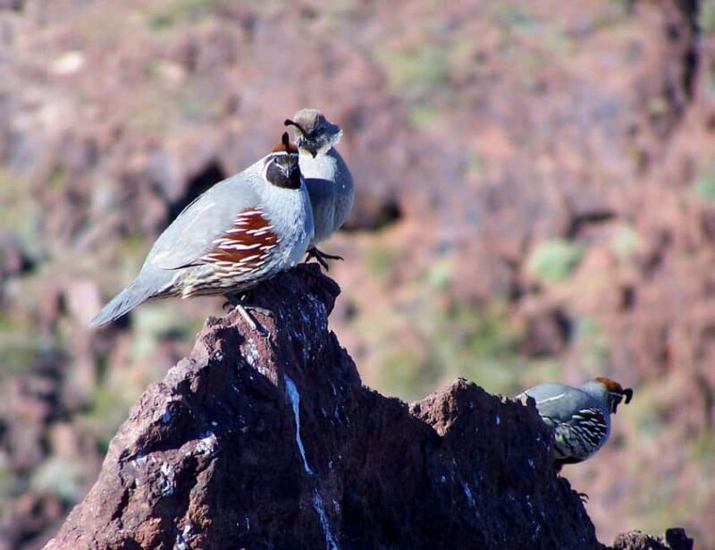 Las Vegas: Hoover Dam, Power Plant, Bridge Tour - Practical Details: Logistics and What to Bring