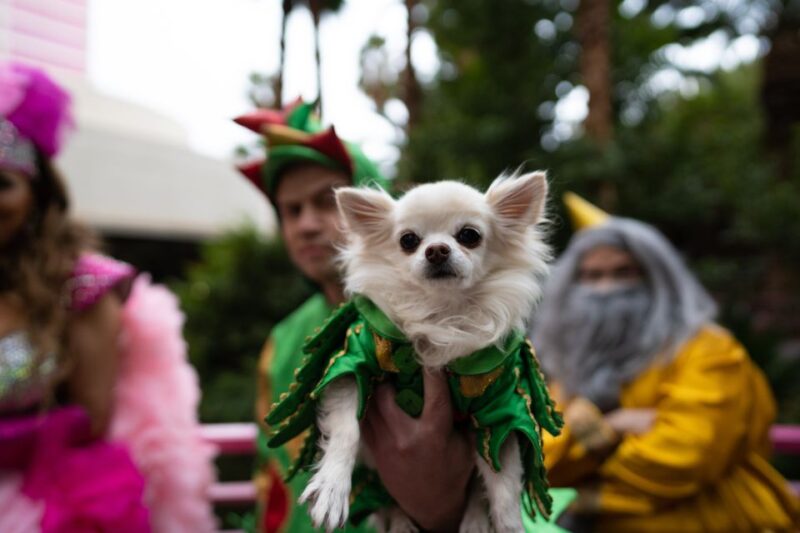 Las Vegas: Piff the Magic Dragon Show at the Flamingo - What to Expect During the 75-Minute Performance