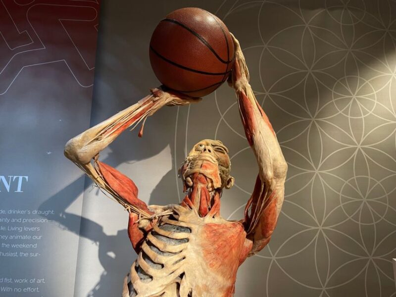 Las Vegas: REAL BODIES at Horseshoe Las Vegas Entry Ticket - What You See Inside the Exhibits Human Specimens