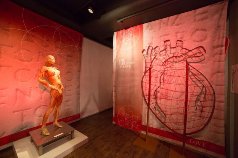 Las Vegas: REAL BODIES at Horseshoe Las Vegas Entry Ticket - Learning About Human Body Functions and Significance