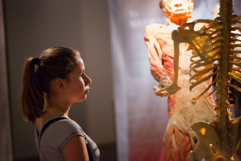 Las Vegas: REAL BODIES at Horseshoe Las Vegas Entry Ticket - Comparing REAL BODIES to Other Anatomical Exhibits