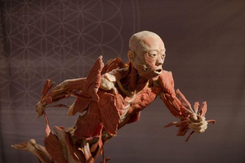 Las Vegas: REAL BODIES at Horseshoe Las Vegas Entry Ticket - Visitor Experience and Practical Tips