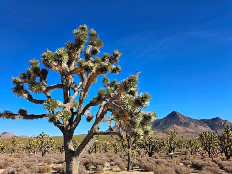 Las Vegas to Los Angeles One Way Tour via Joshua Tree NP - Journey to Joshua Tree National Park: A Scenic Drive