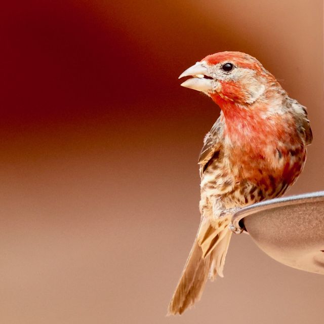 Las Vegas: Valley of Fire Sunset Tour with Hotel Transfers - Exploring the Unique Landscape of Valley of Fire