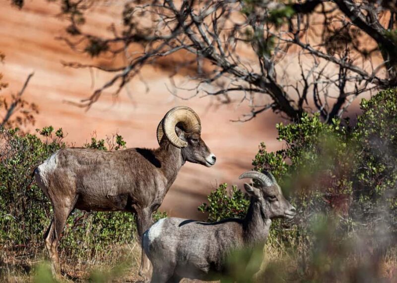 Las Vegas: Zion National Park Guided Tour with Lunch - The Guide’s Expertise and Perspective