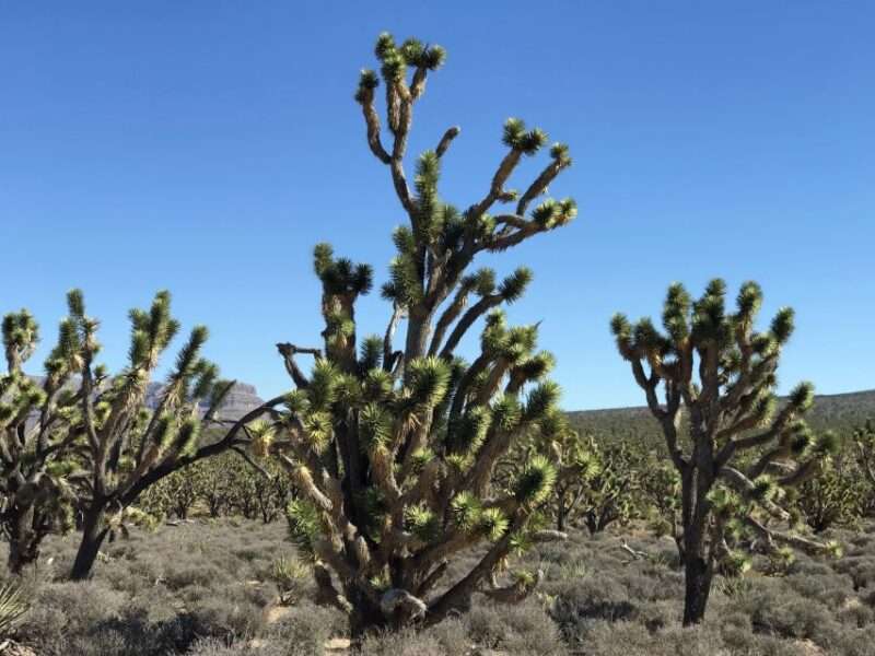 Las Vegas:Grand Canyon West Tour, Ranch Lunch, Skywalk Entry - Guided Commentary and Small Group Experience