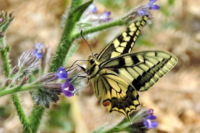 Lasithi Plateau Traditional Vilages - Practical Tips for Tour Participants