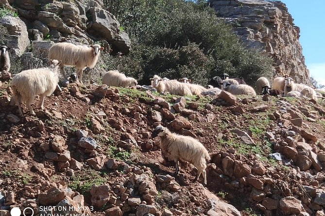 Lasithi Plateau Traditional Vilages - Who Should Consider This Tour?