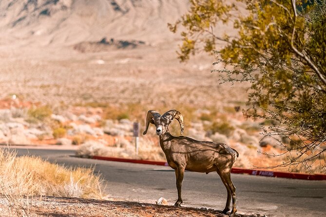 LasVegas Small Group 6Hour Valley of Fire/Hoover Dam/Boulder City - Why This Tour Stands Out