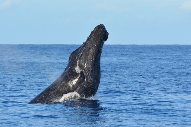 Late-Morning Whale Watch from Kawaihae - Guaranteed Whale Sightings and Free Resails