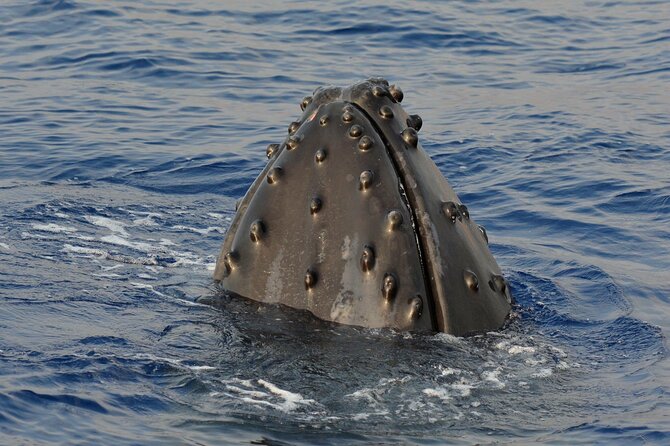 Late-Morning Whale Watch from Kawaihae - Challenges and Less Favorable Feedback