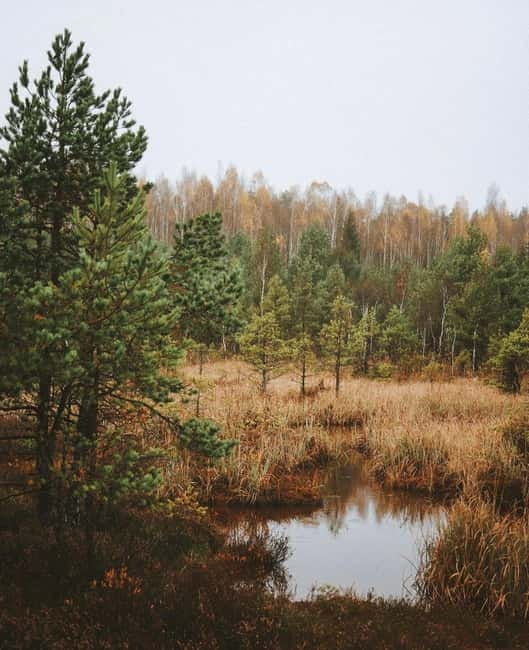 Latvian Landscapes: Kemeri & Jurmala Guided Tour - Flexible Leisure Time in Jurmala