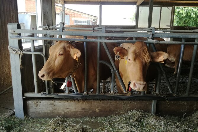 Laura's Private Parma Food Tour with Pick Up (no bus) - Tasting Experience and Lunch: A Delicious Finish