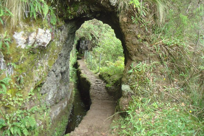 Laurissilva Forest Walk - Wildlife Encounters and Natural Beauty Along the Levadas