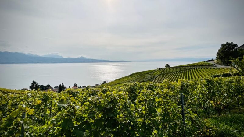 Lavaux: Vineyard Experience - Logistics: How the Tour Flows