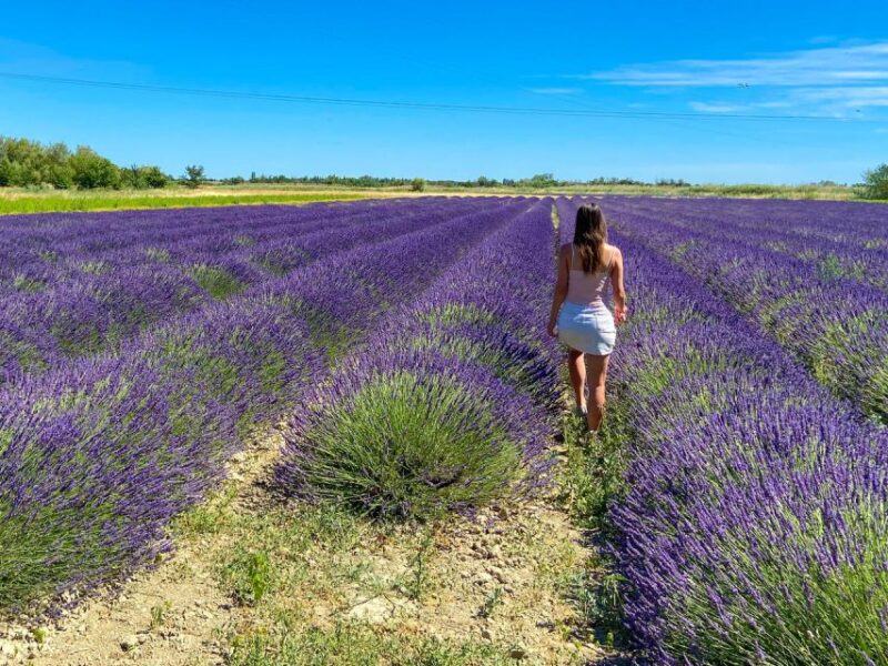 Lavender Field & Distillery Tour between Nimes & Arles - The Experience for Different Types of Visitors