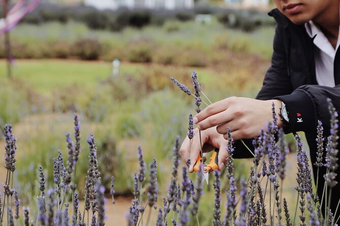 Lavender Field Guided Tour - Key Points