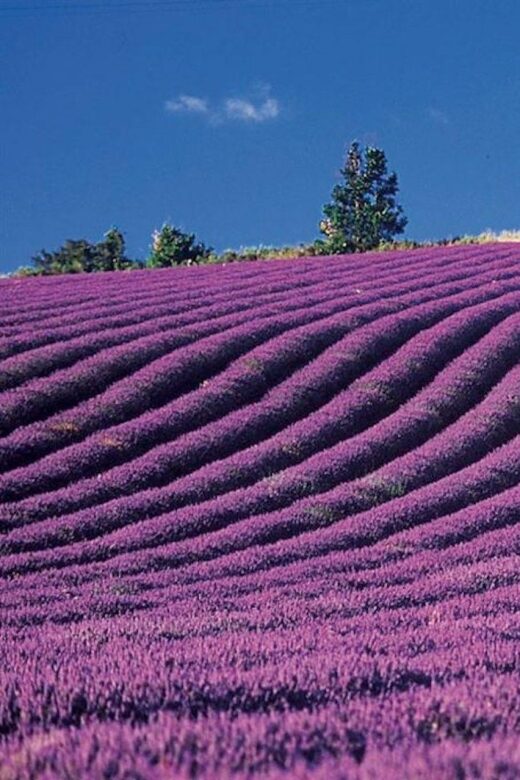 Lavender Fields Tour - Exploring the Valensole Lavender Plateau