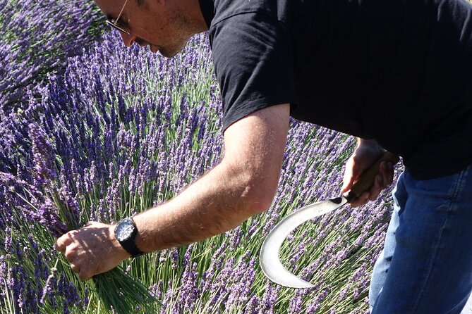 Lavender Harvesting and Distillation Workshop in Bellegarde - Introduction to the Lavender Harvesting and Distillation Workshop