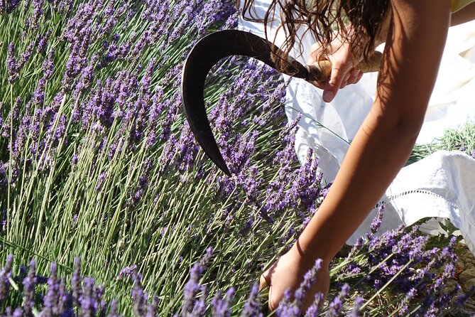 Lavender Harvesting and Distillation Workshop in Bellegarde - Discovering the Distillation of Organic Essential Oils