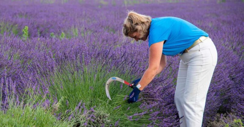 Lavender picking & distillation between NîmesArles - Explore Lavender Picking & Distillation in South of France