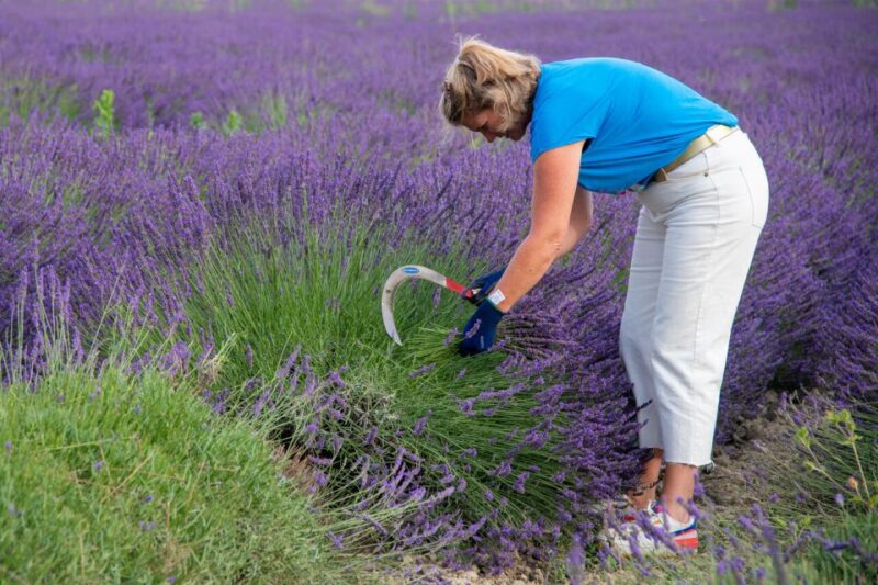 Lavender picking & distillation between NîmesArles - Key Points