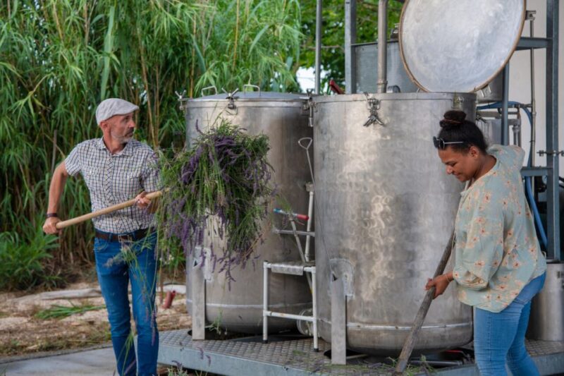 Lavender picking & distillation between NîmesArles - The Artisanal Distillery Experience