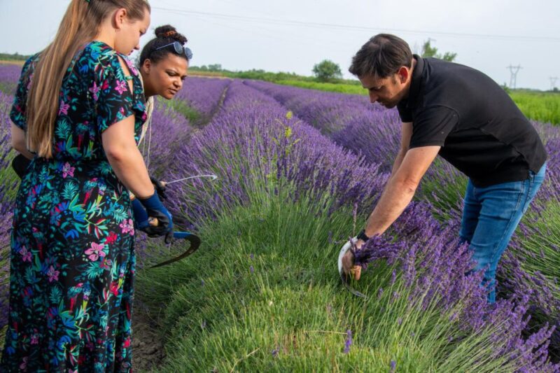 Lavender picking & distillation between NîmesArles - Frequently Asked Questions