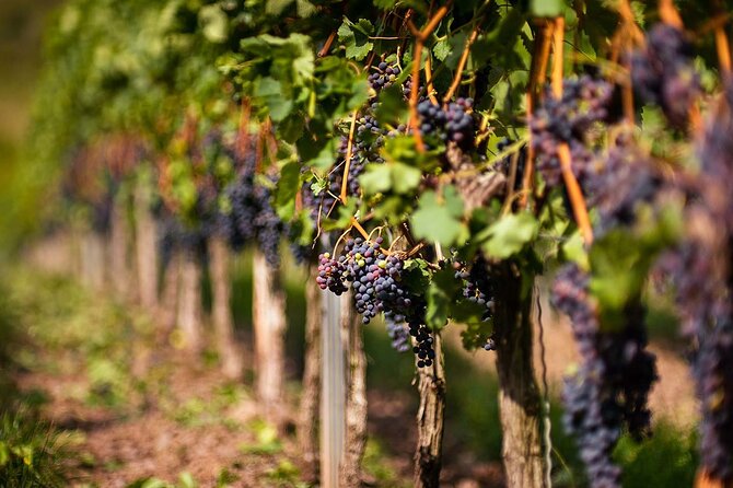 Lavish Rhodes: 11-Course Lunch, Wine Tasting & Culinary Session - Practical Details and Group Experience