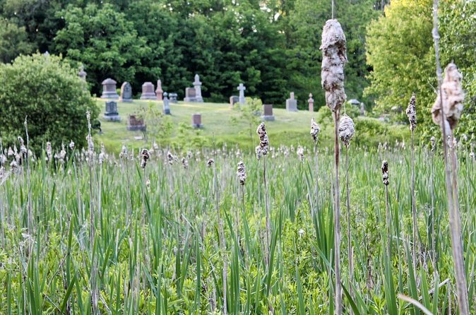 Layers of Natural History: Picton Nature Self-Guided Audio Tour - The Significance of Picton’s Wetlands