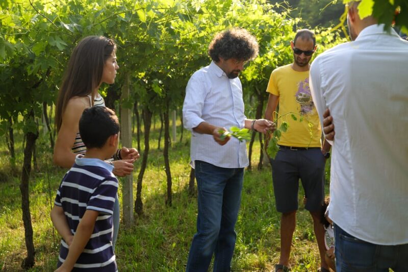 Lazise: Biodynamic Farm Tour and Natural Wine Tasting - Scenic Vineyard Terrace and Natural Environment Views