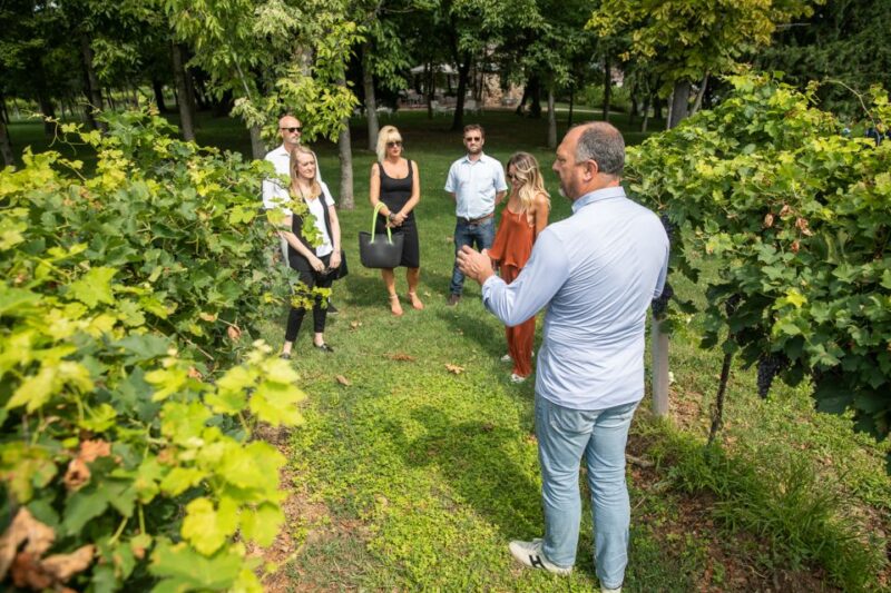 Lazise: Vineyard Tour and Organic Wine Tasting - Inside the Cellar: Instruments and Production Methods