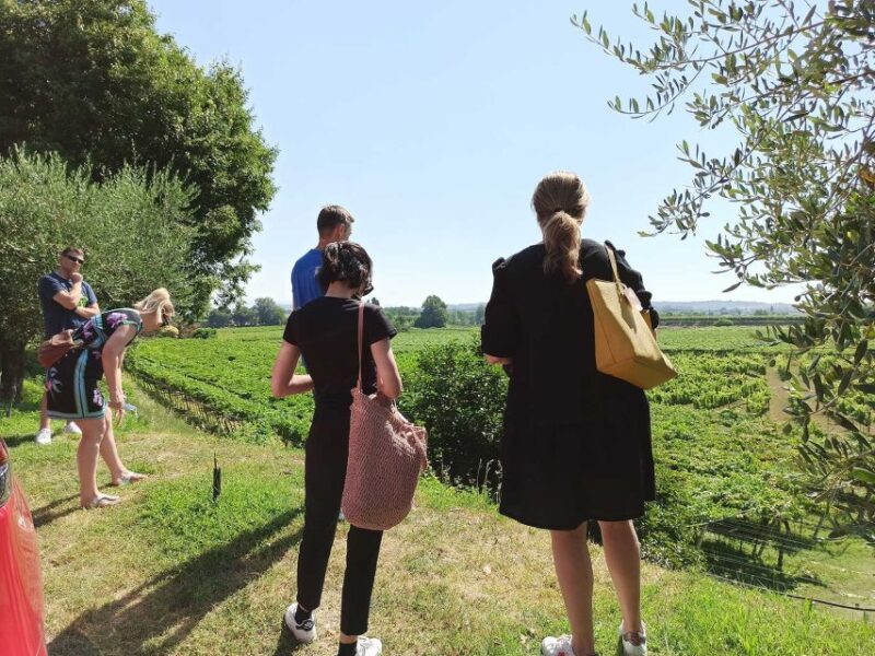 Lazise: Winery Tour with Garda Wines and Food Tasting - Explore Garda Wines and Food at Bergamini Vini in Lazise
