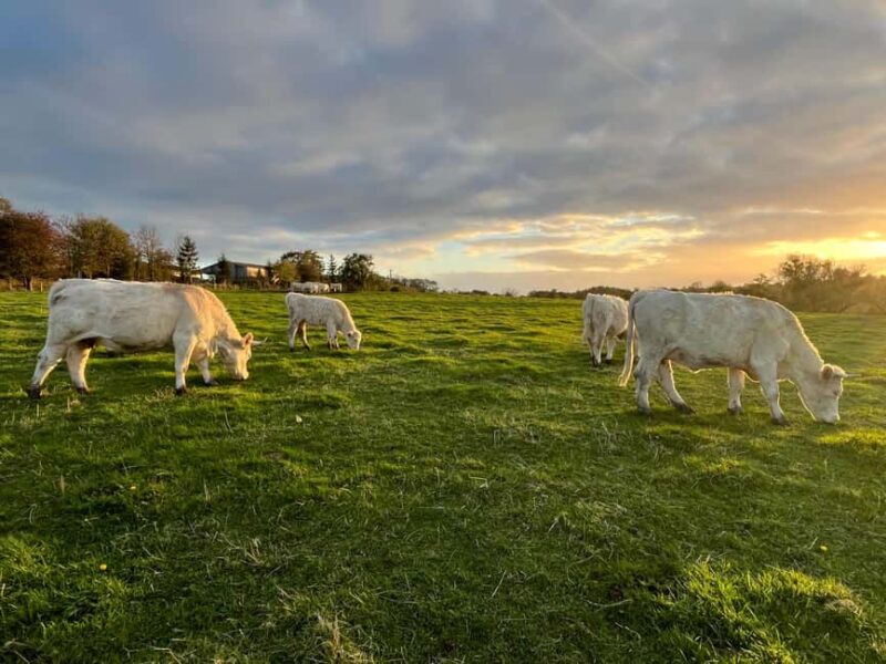 Le Havre: Normandy Villages, Cheese & Calvados Day Tour - Comfort and Flexibility of the Private Experience