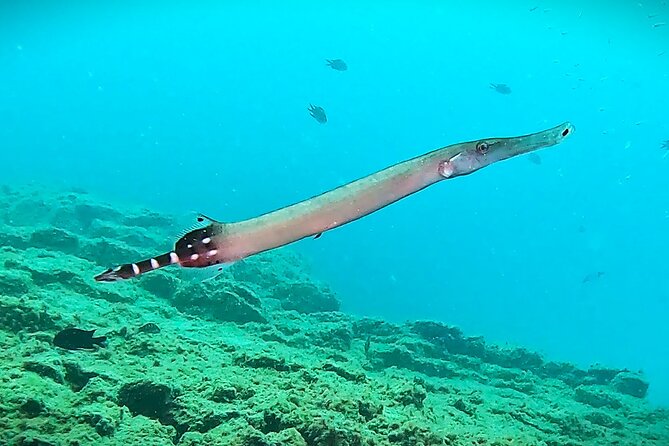 Learn Scuba Diving in Tenerife with Photos Included - The Instructor and Learning Environment