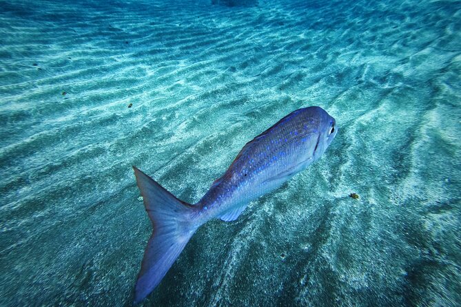 Learn Scuba Diving in Tenerife with Photos Included - Why This Tour Stands Out in Tenerife